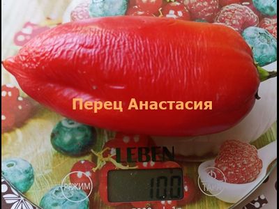 Перец сладкий Анастасия