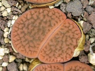 Lithops hookeri (vermiculate form) C335 (Чехия) - 10 семян