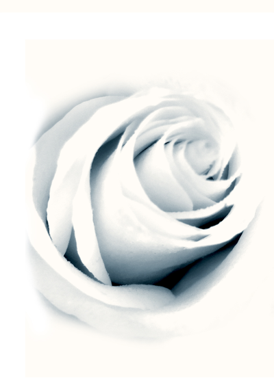 Три постера из коллекции «Цветы»  - «Раскрывающаяся роза», «Бутон розы» и «Две розы».