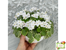 Ва-Банк (Л. Мещерякова) листовая химера (стартер сорт)