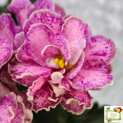 АВ-Шиповник (Фиалковод) 2021 г. (лист посажен 26.01.26)