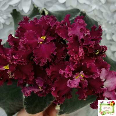 РМ-Black Cherry (Н. Скорнякова) 2022 г.