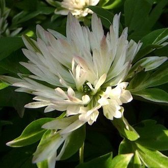 Anemone nemorosa Stammheim