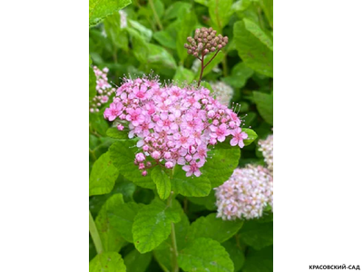 Спирея березолистная Пинк Спарклер в питомнике красовский-сад.рф