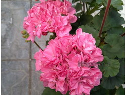 Пеларгония Ирида Цикламен