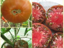 Томат Циндао