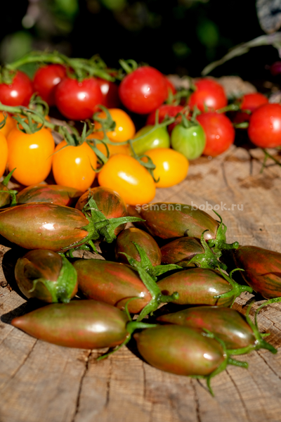 Томат Purple smaragd (Фиолетовый изумруд), 10 шт