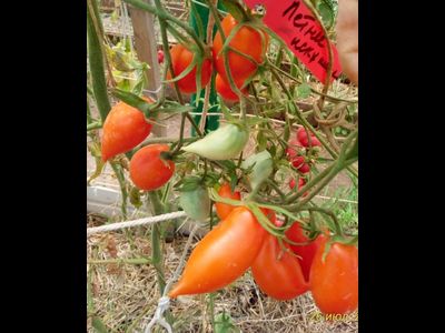 Томат Летнее искушение (Summer Temptation)