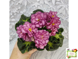 ЛФ-Мраморный Пион (Л. Федосеева)