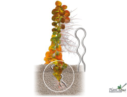 SwetAqua Plantis - Пластиковые шпильки для растений, 6 шт