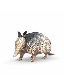 животные Броненосец 2