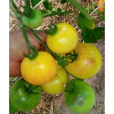 Томат Отличный белый блюз (Великолепный белый блюз, Great white blues)