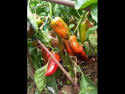 Перец сладкий Паланичко чудо