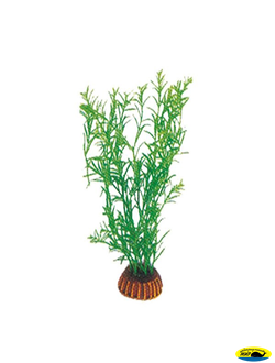 Ар0360 Растение Гетерантера