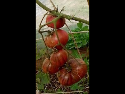 Томат Rebel Starfighter Prime (Мятежный звездный истребитель)