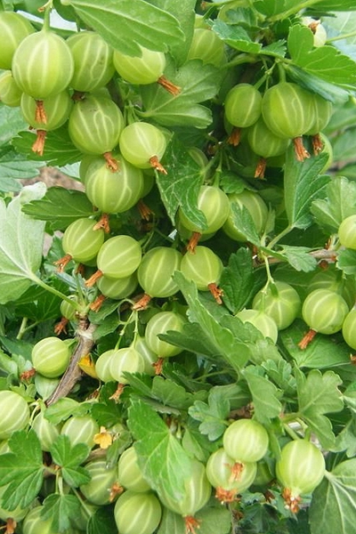 Крыжовник Берилл