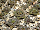 Titanopsis calcarea SB2186 Bundu, Prieska (MG) - 5 семян