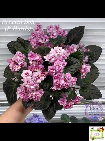 Dresden Doll (P. Harris) (7259) 11/24/1989 трейлер