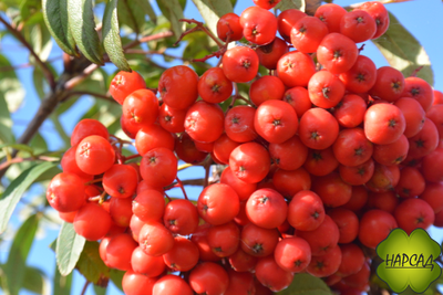 РЯБИНА "НЕВЕЖИНСКАЯ" БЕЗ ГОРЕЧИ! (очень вкусная и полезная)