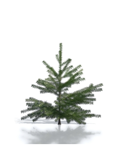 Billboards Ель летняя_19