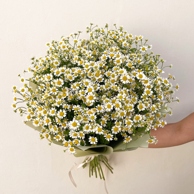 25 кустовых ромашек