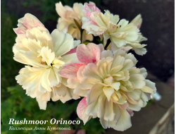 Пеларгония Rushmoor Orinoco