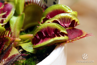 Dionaea muscipula Fuzzy tooth