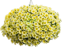 ПЕТУНИЯ АМПЕЛЬНАЯ ЖЕЛТАЯ ИЗИ ВЭЙВ ЕЛОУ В КАШПО 4 ЛИТРА