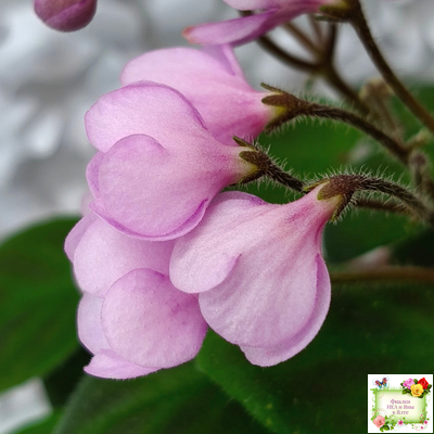 Flashy Trail (H.Pittman) TX Hyb трейлер