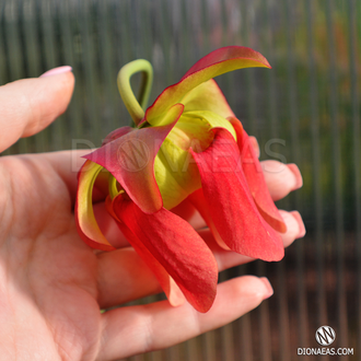 Семена Sarracenia Leucophylla hybrid A