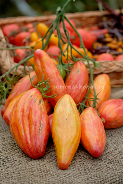 Томат Желтый Тюльпан, 5 шт