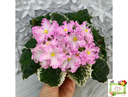 Nik-Обыкновенная Богиня (Н. Булко) 2023 г.