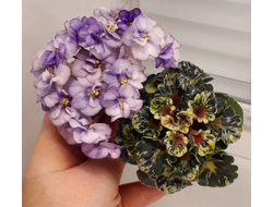 90) Heavenly Girl (мини)