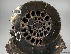 Аммонит, пирит, кальцит, полированный срез. С подставкой. Россия. 215*215*25мм