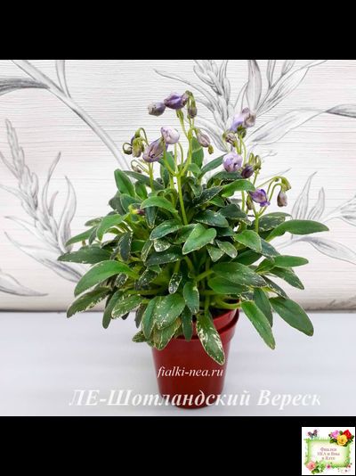 ЛЕ-Шотландский Вереск (Е. Лебецкая) мини трейлер