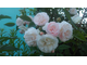 Роза плетистая  сорт «Фелисити Перпетю»