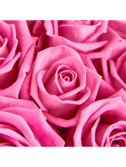 19 розовых роз