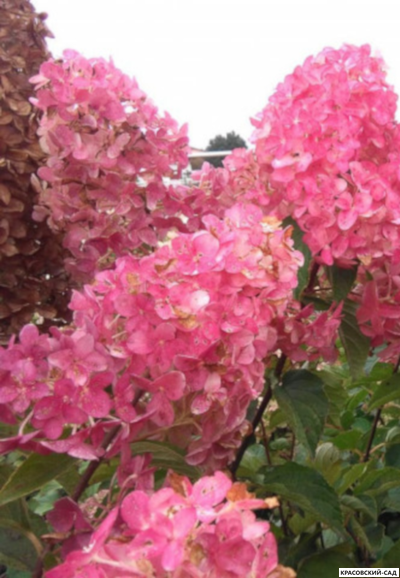 Гортензия метельчатая Пинк Даймонд