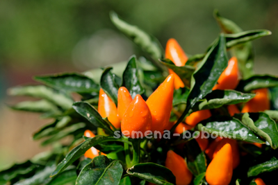 Перец острый Сальса Оранжевая (Salsa Orange), 10 шт