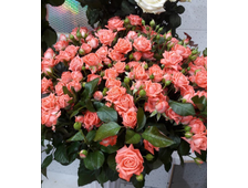 Барбадос роза, ОКС