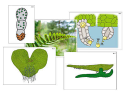 Модель-аппликация "Размножение папоротника" (ламинированная)