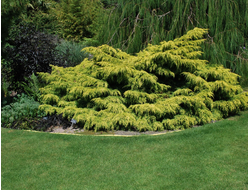 Можжевельник средний Old Gold, C10