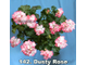 Пеларгония Dusty Rose