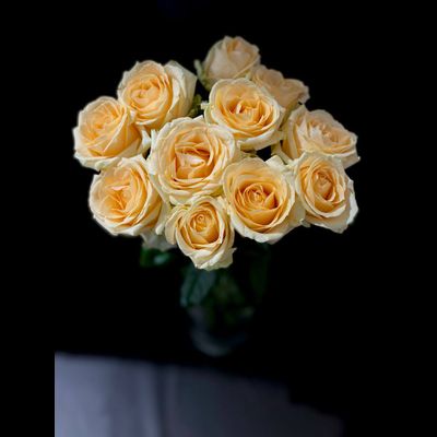 Роза Россия 50 см. 11 шт