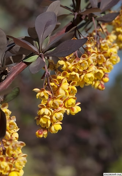 Барбарис Суперба - Superba