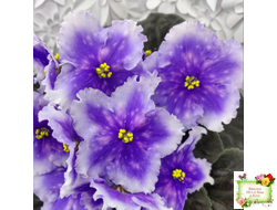 Dn-Огни Бродвея (Д. Денисенко) 2020 г.