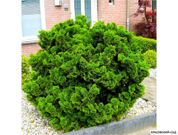 Кипарисовик Нана Грасилис - Nana Gracilis