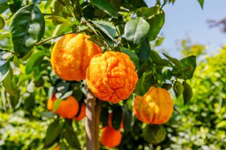 Апельсин горький (бигардия, померанец) (Citrus aurantium var. amara) Египет, 5 мл - 100% натуральное эфирное масло