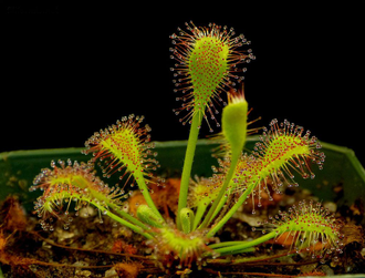 Drosera Collinsiae