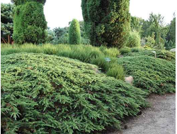 Можжевельник обыкновенный Green Carpet, C2